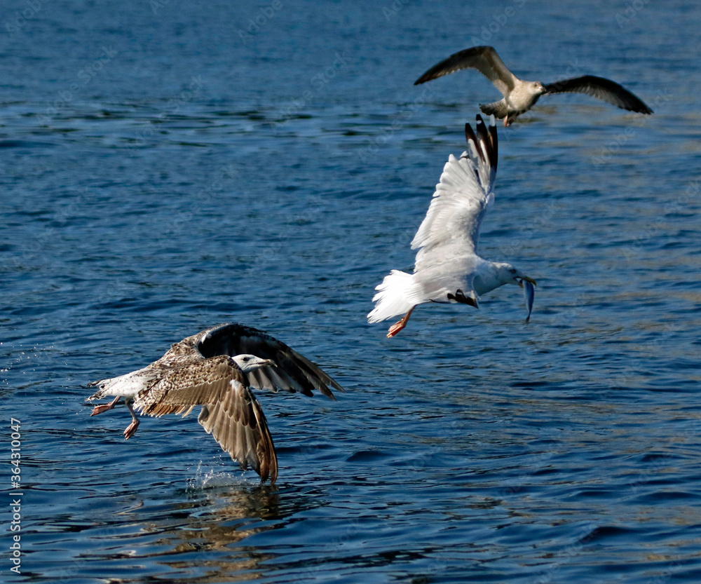 Gannets diving for fish in the North sea off the Yorkshire cost Gannets diving for fish in the North sea off the Yorkshire cost