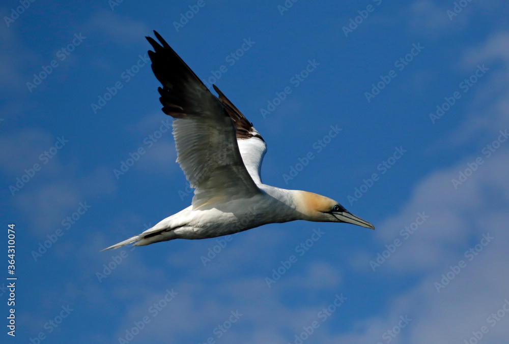 Obraz premium Gannets diving for fish in the North sea off the Yorkshire cost