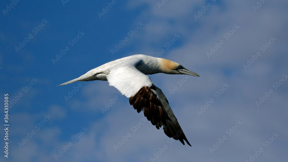 Gannets diving for fish in the North sea off the Yorkshire cost Gannets diving for fish in the North sea off the Yorkshire cost