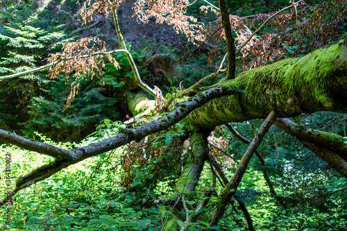 overturned tree trunks covered with green moss