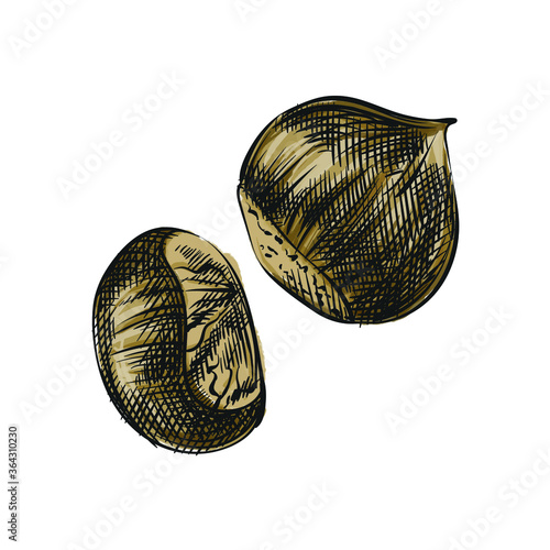 Colorful watercolor Hand-drawn sketch of nuts. Two brown hazelnuts in shell