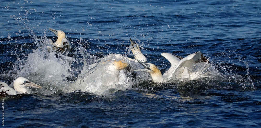Fototapeta premium Gannets diving for fish in the North sea off the Yorkshire cost