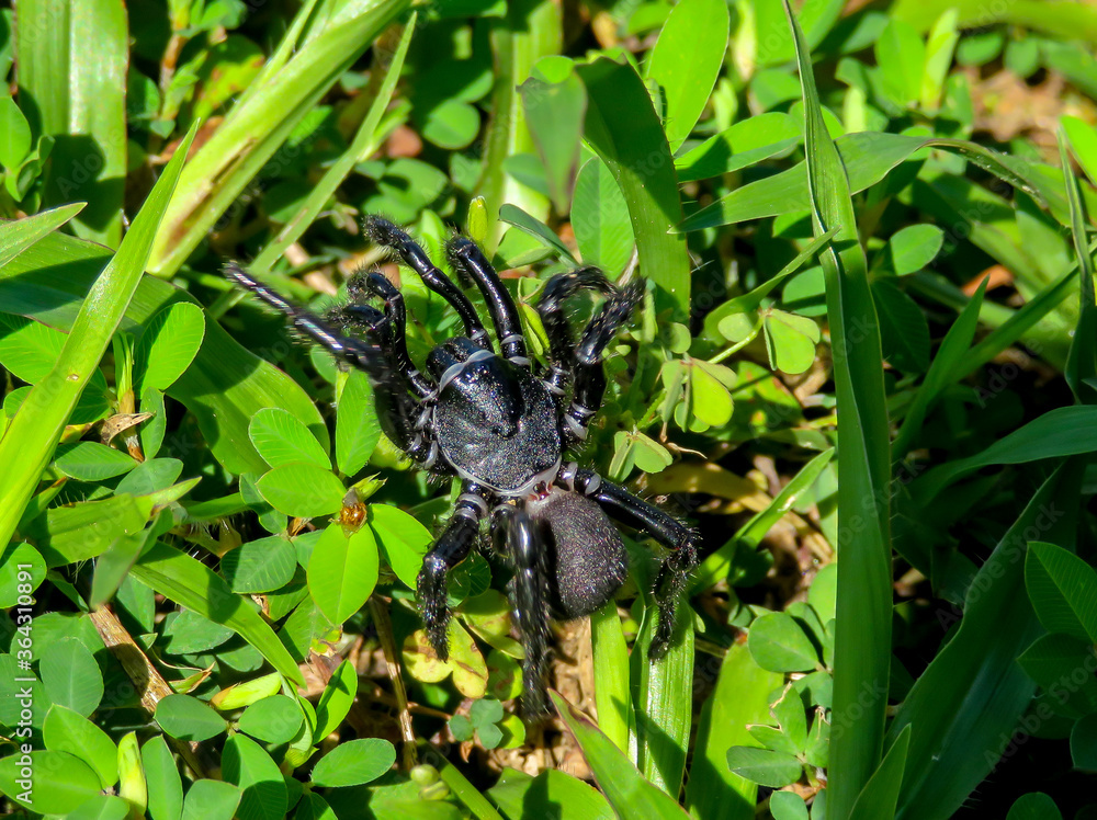 spider on a leaf spider on a leaf