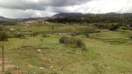 landscape with cows