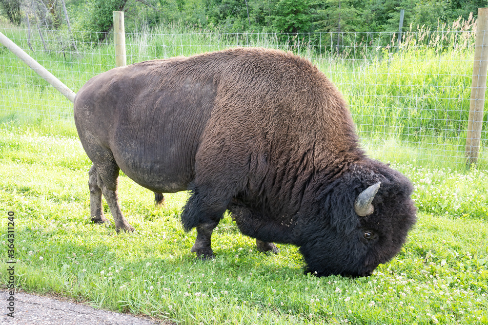 Plains bison Plains bison
