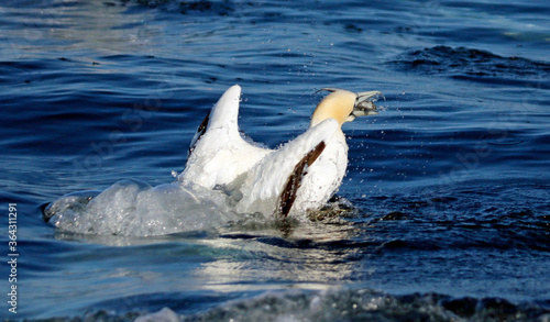 Gannets diving for fish in the North sea off the Yorkshire cost © Stephen