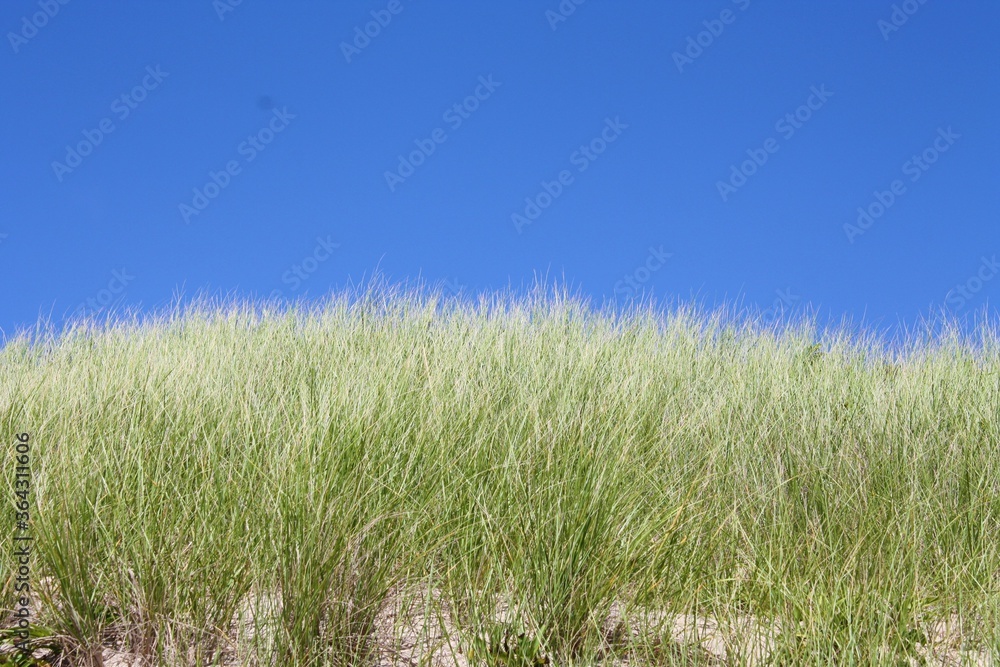Fototapeta premium grass on the beach