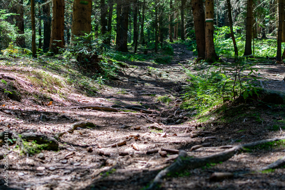 Footpath with Trees with big roots in a forest under sunshine in South Styria, Austria trekking Footpath with Trees with big roots in a forest under sunshine in South Styria, Austria trekking