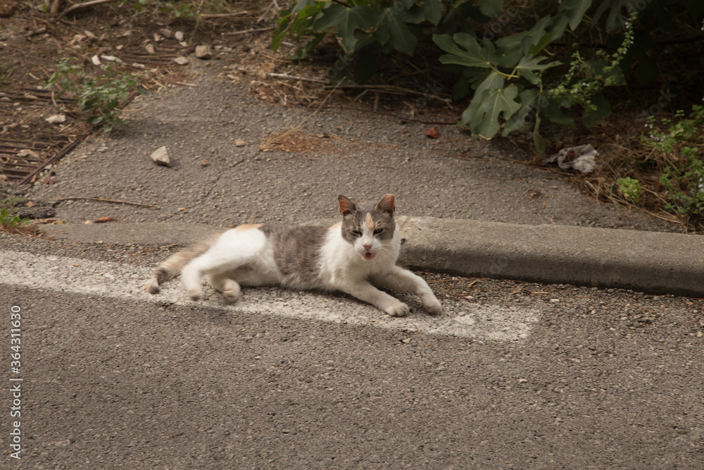 cat laying at sidewalk
