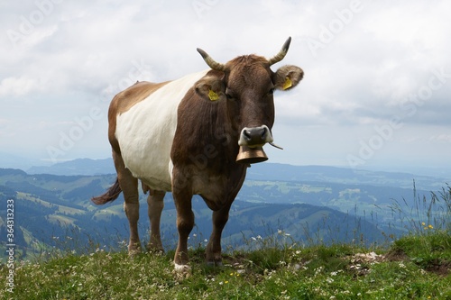 cow facing the camera on a mountain ridge in the bavarian alps