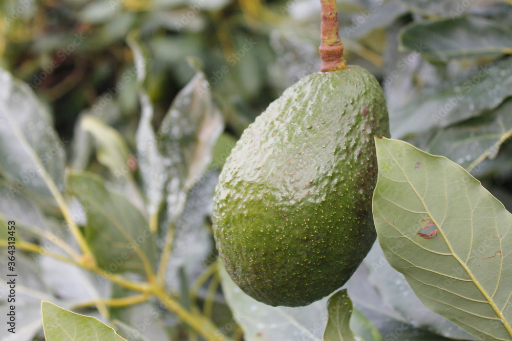 fresh avocado michoacano on tree
