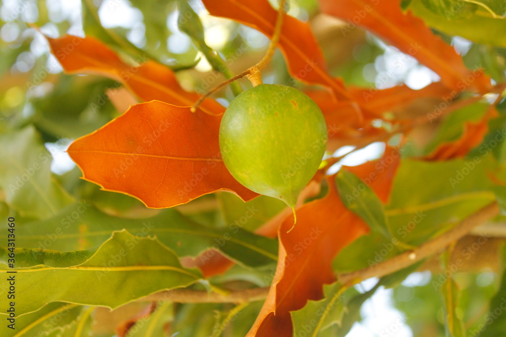 macadamia nut on tree showing its green shell among foliage