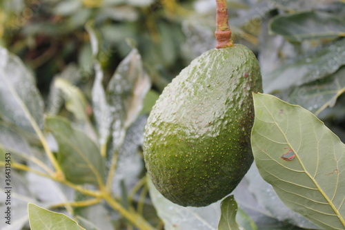 Obraz na płótnie fresh avocado michoacano on tree w salonie