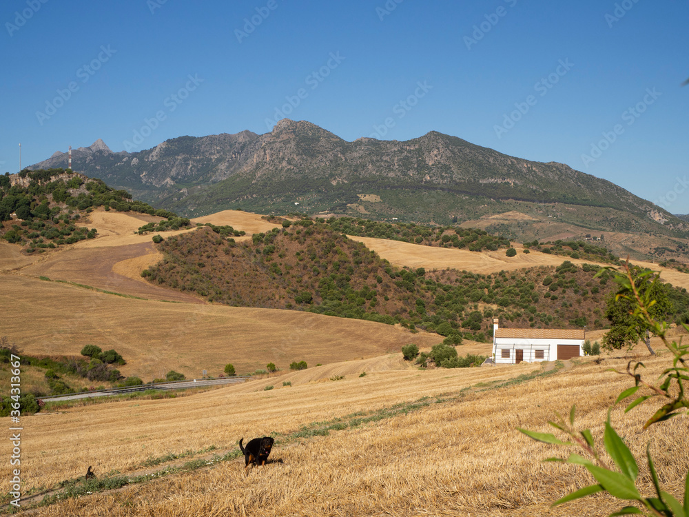 paisaje de verano con colorido típico con la sierra de grazalema de fondo.