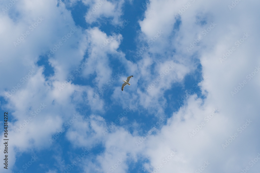lonely seagull flying in the cloudy sky