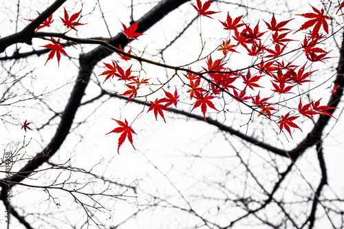 Red maple leaves in autumn season with tree branch blurred on white background