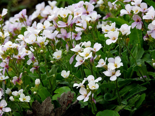 roslina o bialych kwiatach o nazwie ubiorek gorzki rosnaca powszechnie w ogrodach przydomowych  w miescie bialystok na podlasiu w polsce