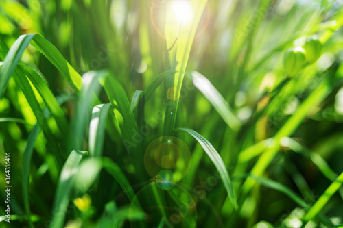 green sprouts of young grass through which the bright rays of the sun shine closeup, shallow depth of field, selective focus. Morning concept in nature