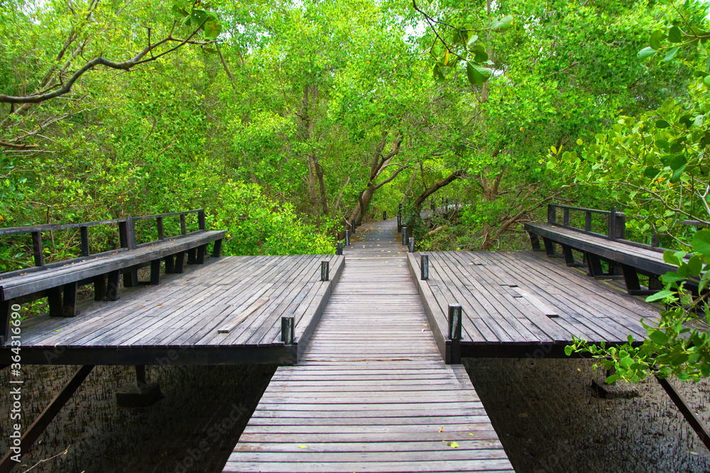 Mangrove forest with wood Walk way. Mangrove forest with wood Walk way.