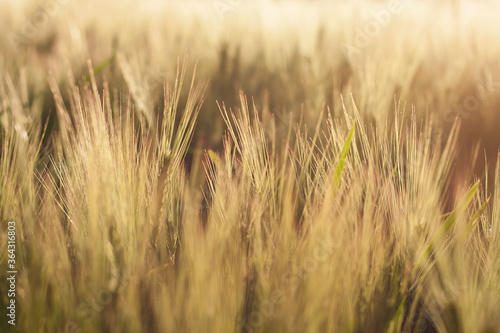 wheat field detail  abstract nature background