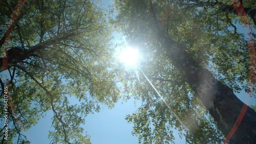 Sunlight shining through leaves of tree, komorebi photo