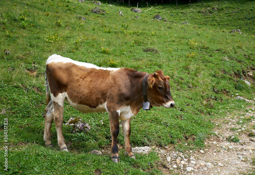 pretty little calf standing alone in green pasture