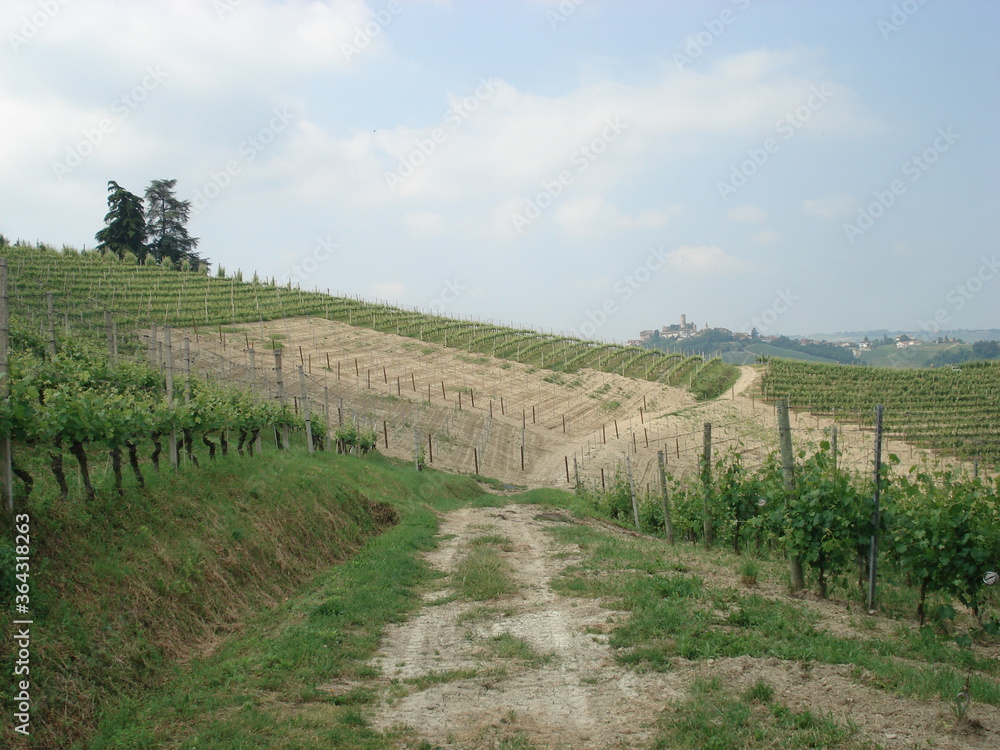 Vineyards in Langhe Barolo Italy in fall