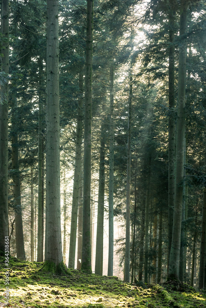 Fototapeta premium winter light among the trees