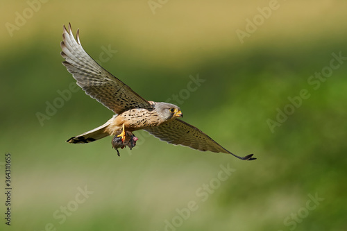 Bild auf Leinwand Common kestrel (Falco tinnunculus)