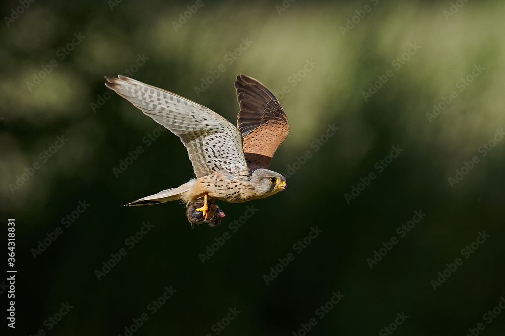 Fototapeta premium Common kestrel (Falco tinnunculus)