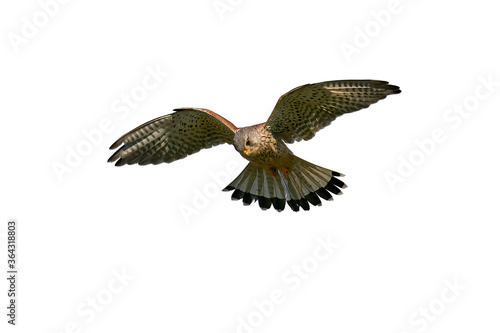 Foto Common kestrel (Falco tinnunculus)