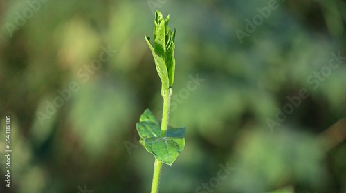 close up of green grass