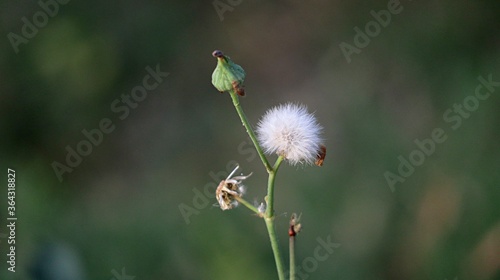 dandelion in the grass