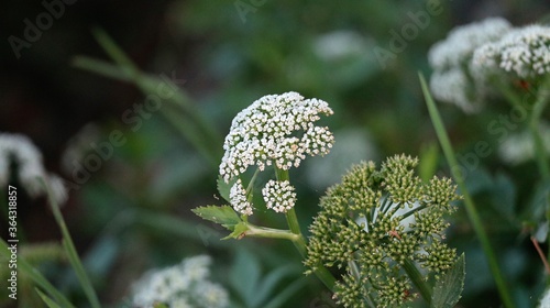 flowers in the grass