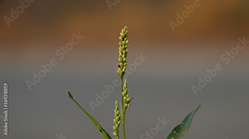 grass in the wind