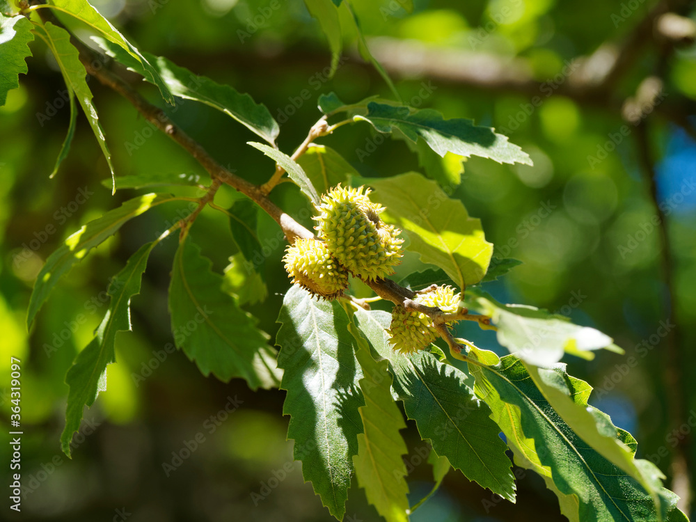 (Quercus cerris) Gros plan sur gland du Chêne chevelu ou chêne de Bourgogne. Fruit ovoïde sur de courts pédoncules à cupule écailleuse pour moitié, recourbé et tortillé vert brun teintés d'orange (Quercus cerris) Gros plan sur gland du Chêne chevelu ou chêne de Bourgogne. Fruit ovoïde sur de courts pédoncules à cupule écailleuse pour moitié, recourbé et tortillé vert brun teintés d'orange