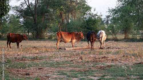the cow in the field
