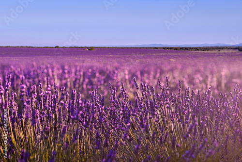 Briuhega, Spain: 07.04.2020; The beauty of lavender fiel in bloosom