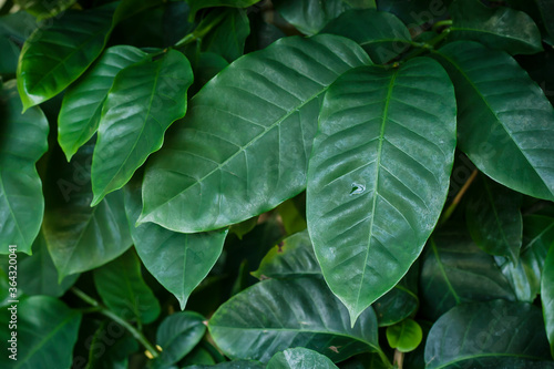 coffea or coffee plant leaf