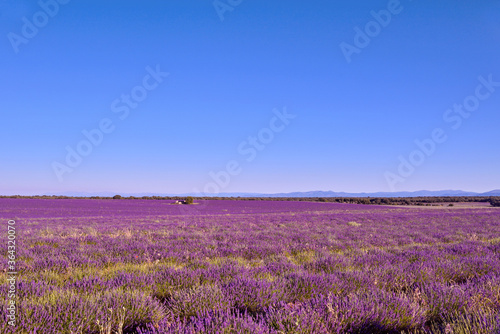 Briuhega, Spain: 07.04.2020; The violet beauty of lavender landscape