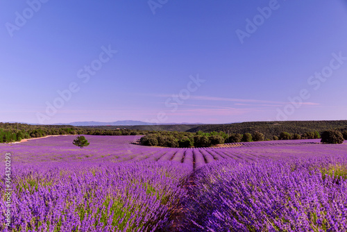 Briuhega, Spain: 07.04.2020; The violet beauty of unlimited lavender field