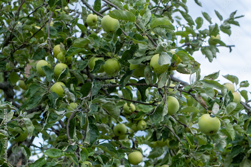 Weisser Klarapfel an einem Apfelbaum