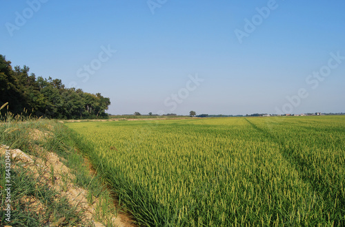  rice field with green rice and side trees