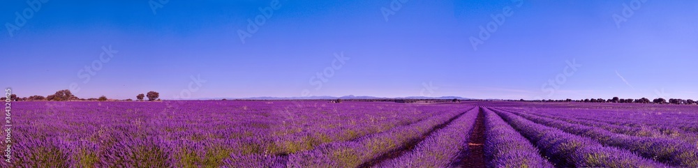 Briuhega, Spain: 07.04.2020; The panorama of blossoming lavender field