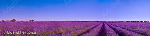 Briuhega  Spain  07.04.2020  The panorama of blossoming  lavender field