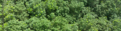 Treetops in a tropical forest that is blown by the wind In the summer Before entering the rainy season