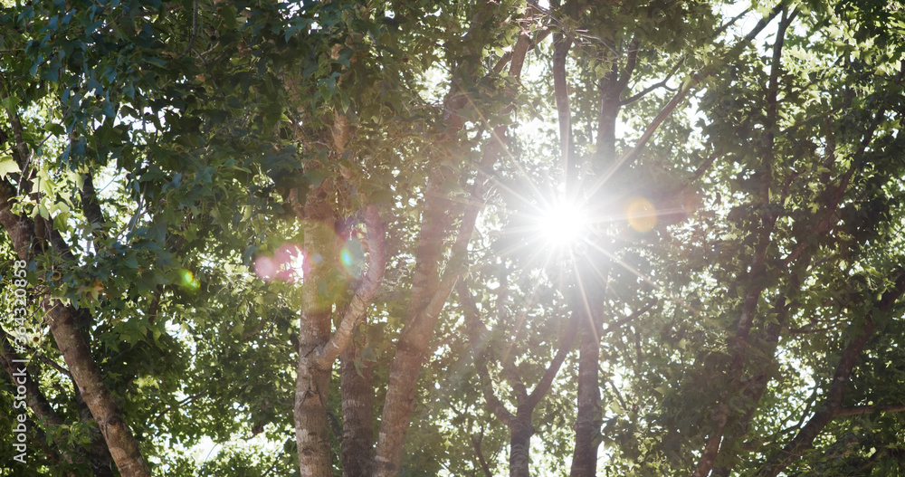 Obraz premium Sunlight pass though the tree bark
