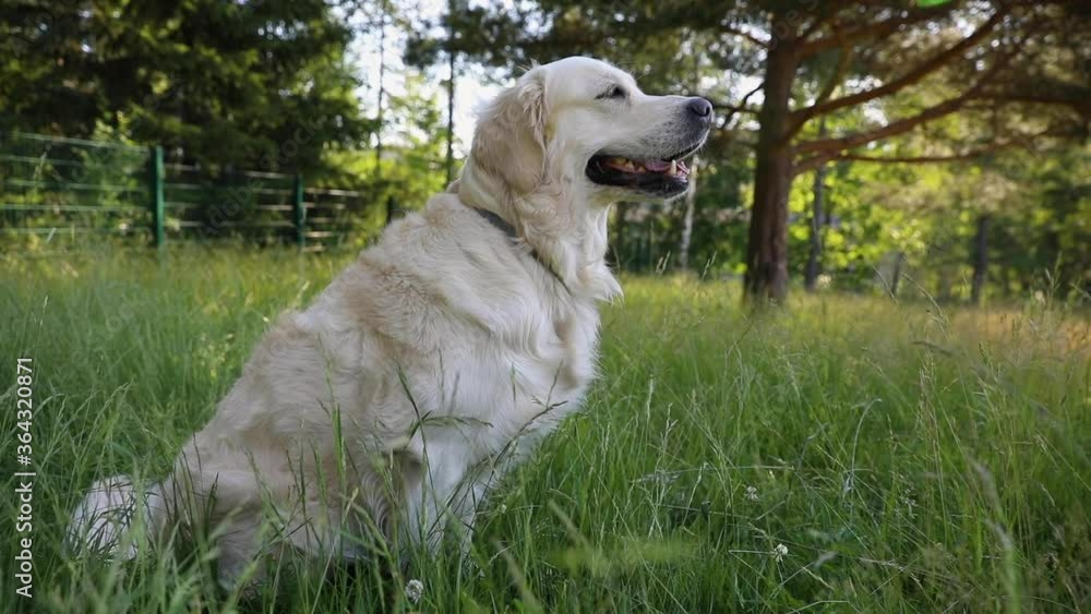 The golden retriever dog sits on the grass in the forest dog's park slow motion The golden retriever dog sits on the grass in the forest dog's park slow motion