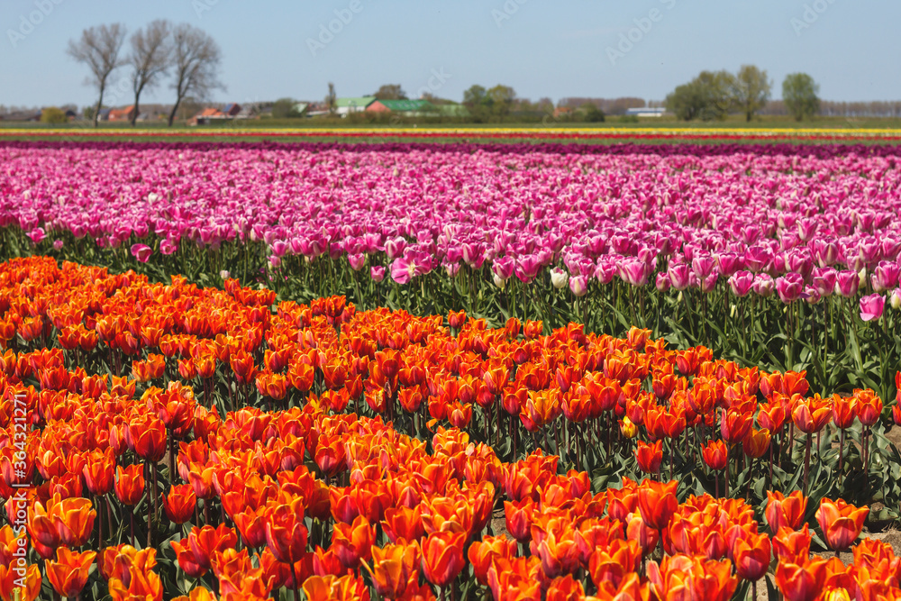 colorful tulips fields