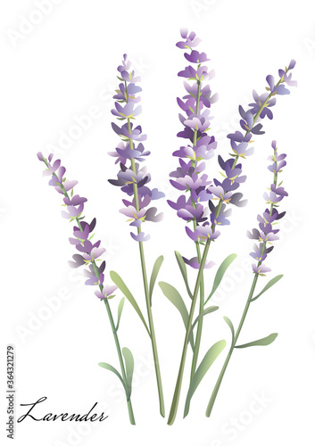 Fototapeta Naklejka Na Ścianę i Meble -  Sprigs of lavender. Watercolor bouquet of lavender.